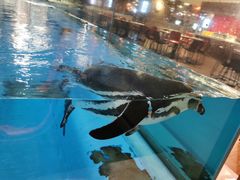 -帝企鹅自助餐厅•儿童岛•真企鹅(长隆企鹅酒店)