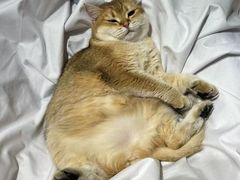 -逗柴咖啡屋·狗咖猫咖宠物桌游