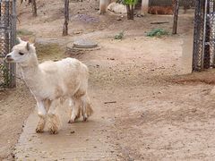 -石家庄市动物园