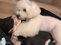 -FAELING PETS美天灵宠物(富力广场店)