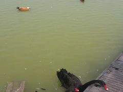 -泗洪洪泽湖湿地景区