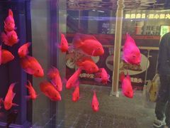 -火塘云南烧烤大排档