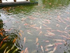 -广东圆玄道观