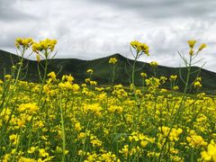 -扁都口生态休闲旅游区