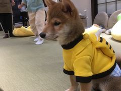 -逗柴咖啡屋·狗咖猫咖宠物桌游