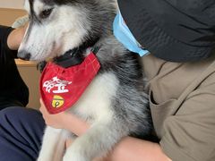 -Husky Go! 哈士奇体验馆·宠物咖啡厅狗咖