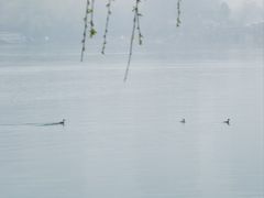 -天鹅湖体育公园