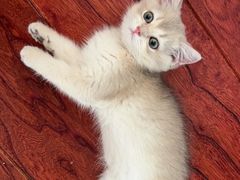 -欣宠猫屋·矮脚拿破仑·蓝金金渐层