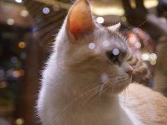 -more than meow吴止猫主题餐厅(承德 中船汇店)