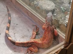 -上海大自然野生昆虫馆(东方明珠·爬宠昆虫探索中心)