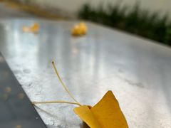 -三里屯东五街银杏大道