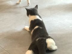 -松果猫咖(桐乡吾悦金街店)