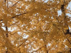 -永定河休闲森林公园