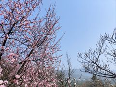 -香雪海