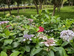 -弗蕾亚·和月月子调理院(东湖店)