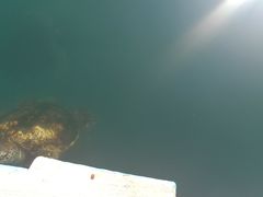 -广东惠东海龟国家级自然保护区