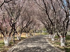 -石家庄市植物园