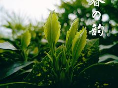 -洪湖家庭农场·团建·露营·会议