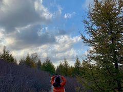 -苏木山森林公园