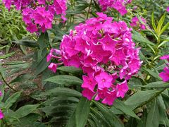 -黑龙江省森林植物园