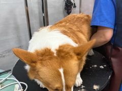 -宠福鑫康馨动物医院·骨科·眼科