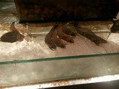 -Ministry of Crab(科伦坡店)