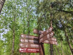 -合肥滨湖国家森林公园