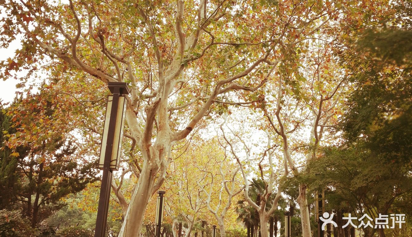 这次来上海住在长风公园附近，清早起来去散散步