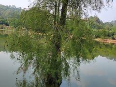 -番禺大夫山森林公园