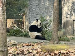 -都江堰中华大熊猫苑