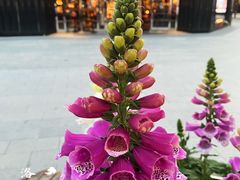 -王府井步行街