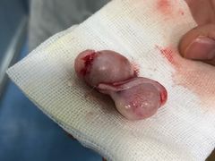 -美联众合动物医院(·中兽医·疑难杂症·严家桥分院)