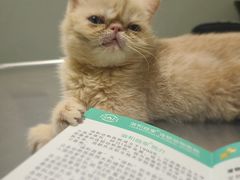 -谐和益家动物医院·免疫绝育·血液透析·宠保定点医院(高新伊藤分院)