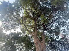 -贡湖湾湿地公园