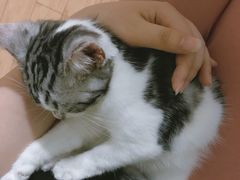 -猫大福·Fortune Cat猫舍(百子湾店)