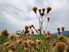 -敕勒川草原文化旅游区