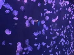 -太平洋海底世界