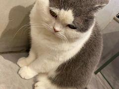 -猫儿山۰猫主题餐厅