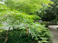-秋霞圃
