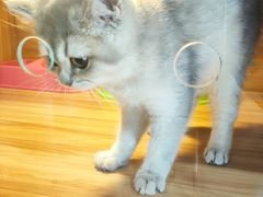 -猫十亿·布偶金渐层·曼基康矮脚猫舍(青年路店)