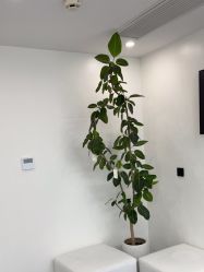 点击看大图 -木子美学