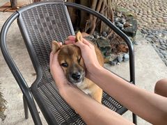 -柴犬高等学院·狗咖·柴犬售卖·宠物训练