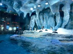 -帝企鹅自助餐厅•儿童岛•真企鹅(长隆企鹅酒店)