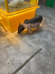 -神奇动物撸宠馆·羊驼·小浣熊·异宠(豫园店)