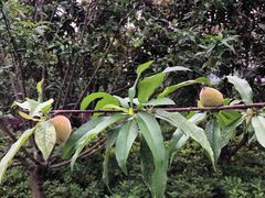 -上海市龙华烈士陵园