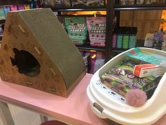 -喵百万·布偶·蓝金金渐层英短·猫舍(百子湾店)