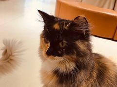 -藏猫猫咖啡主题馆(中央大道店)