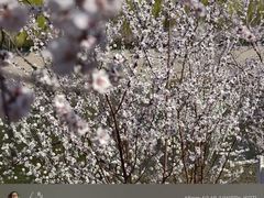 -桃花堤公园