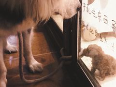 -李小姐の猫咖啡馆(五角场店)