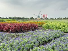 -荷兰花海